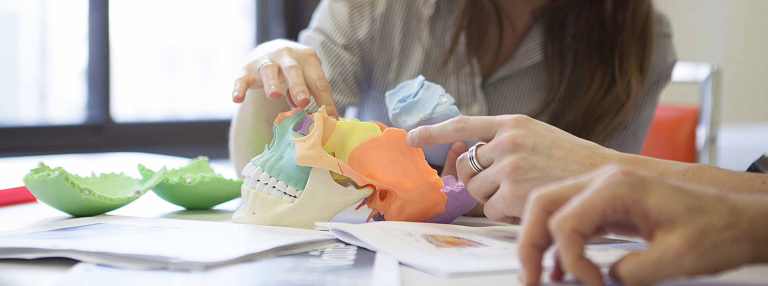 Students studying the structure of a skull
